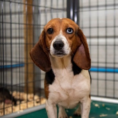 Beagle in temp shelter after being rescued from a cruelty situation