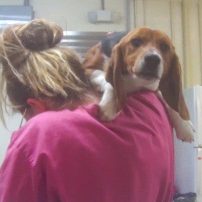 Scared beagle is carried away by person in toxicology lab to be tested on