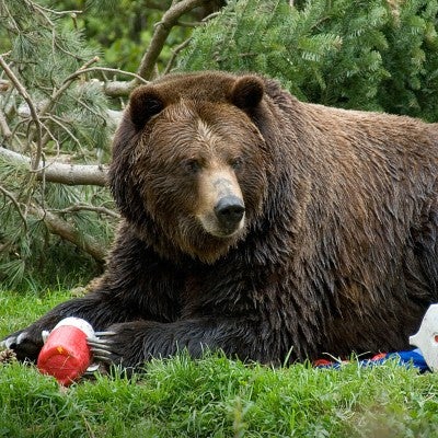 Photo of a bear rummaging through someone's lunch box.