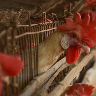 Chickens in dark battery cages
