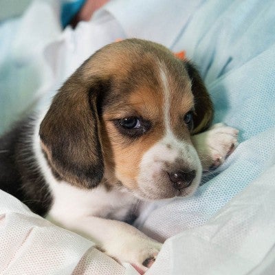 Small beagle puppy at Envigo dog transport