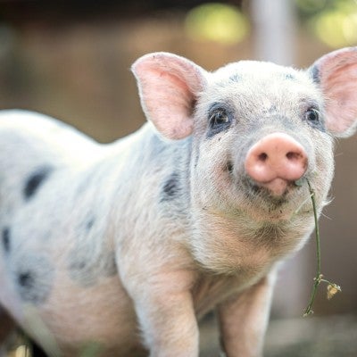 A spoted pig smiles at the camera with a flower in its mouth