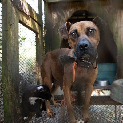 Mother dog and puppy before being rescued from an alleged dog fighting operation in SC