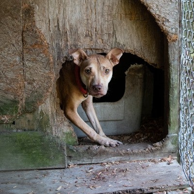 Dog before being rescued from an alleged dog fighting operation in SC