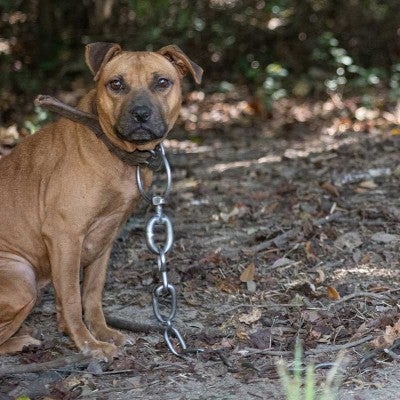 Chained dog looks at camera before being rescued from alleged dogfighting operation