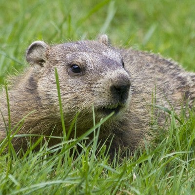 Woodchuck in the grass
