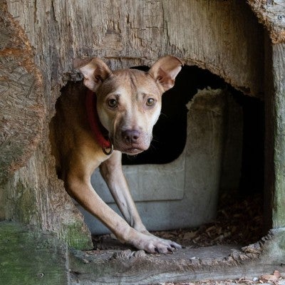 Dog in rotting enclosure at suspected dogfighting operation