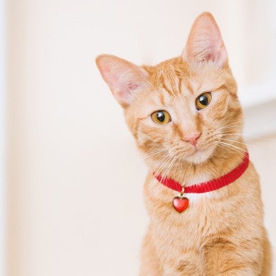 An orange cat with a red collar looks at the camera