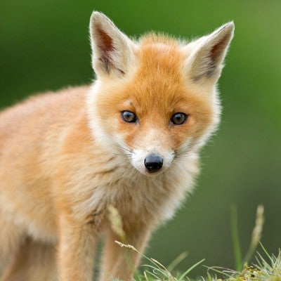Cute young red fox