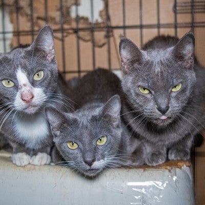 Three cats in dirty cage before being rescued from an alleged cruelty situation in Crystal Springs, MS