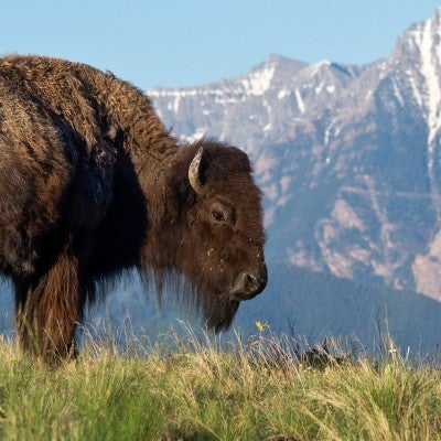 Photo of an American bison in the mountains of Montana.