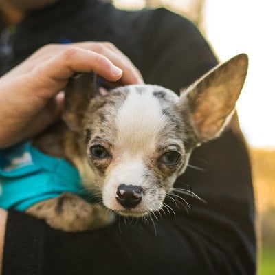 Boy holding a Chihuahua dog