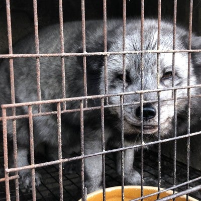 Raccoon dogs and foxes intensively farmed for fur in Asia
