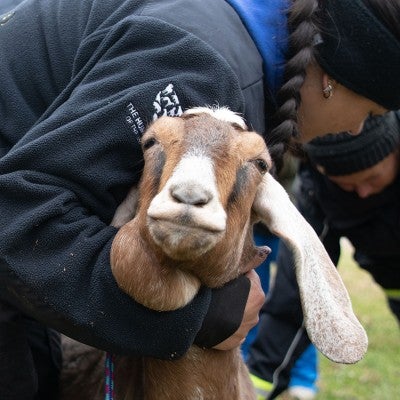 Goat rescued from alleged neglect situation in Ashland, Ohio