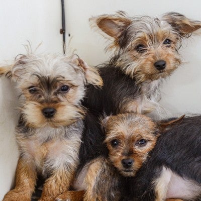 Yorkie dogs in a puppy mill