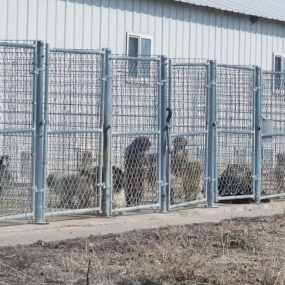 A large number of caged dogs in outside enclosures at Ponca Creek Kennels
