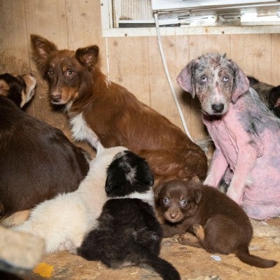 Dogs before being rescued from a large-scale alleged cruelty case at a puppy breeding operation in Hertford County, North Carolina.