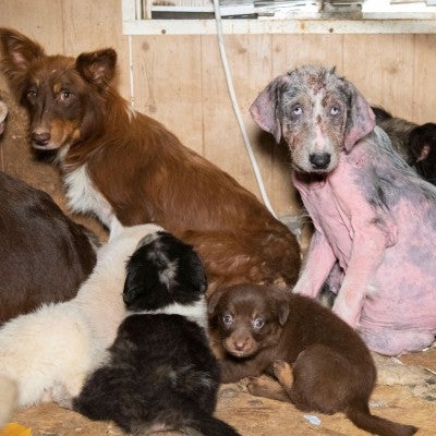 Dogs before being rescued from a large-scale alleged cruelty case at a puppy breeding operation in Hertford County, North Carolina.
