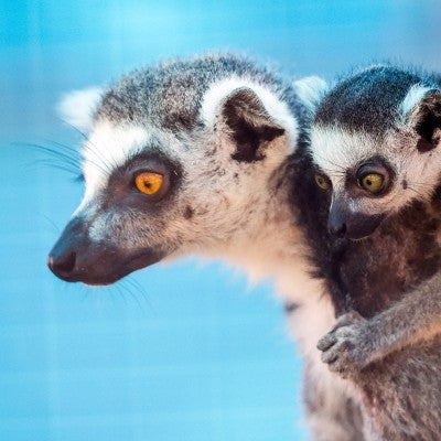 Lemurs in temporary area at Black Beauty Ranch after being rescued from a zoo in Puerto Rico