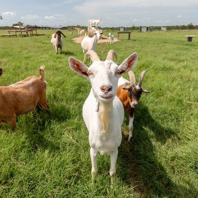 A group of goats standing in a green field looking at the viewer