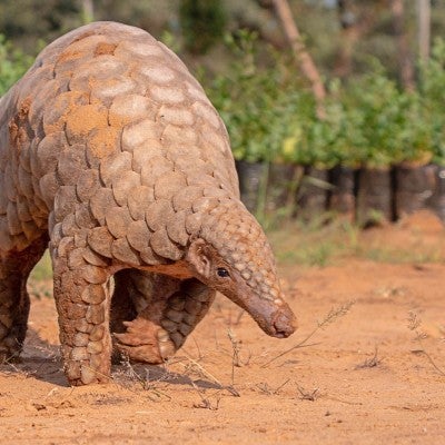 Indian Pangolin, one of the most traffic/smuggled wildlife species for its scales