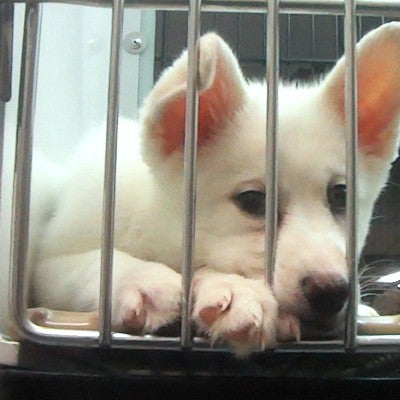 Bored, lonely puppy in cage at Petland store