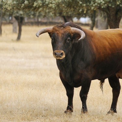 A bull cow stands in a grove of trees