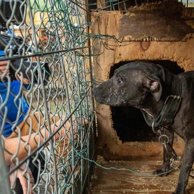 Dog before being rescued from an alleged dogfighting situation in NC.