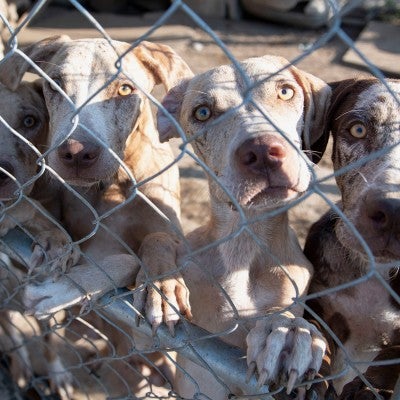 Several emaciated dogs are crowded at the edge of a chain link fence, desperate to be rescued