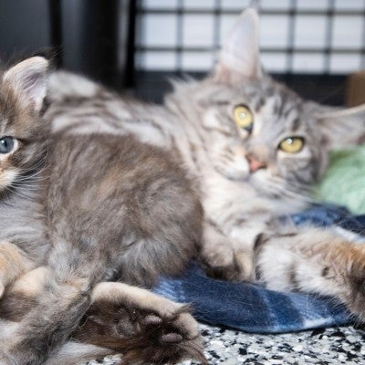 Mother and child cat at temporary shelter after being rescued by HSUS animal rescue team