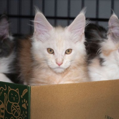 Three kittens in cage wait at temporary shelter