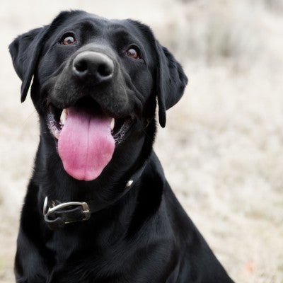 Black lab looks at camera with tongue out
