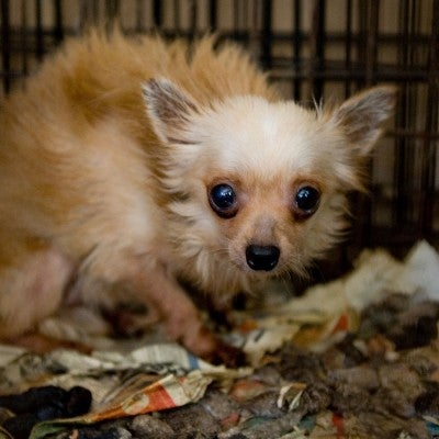 Small dog in cage before being rescued from a puppy mill situation