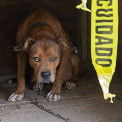 Dog before being rescued from an alleged dogfighting situation in Louisianna
