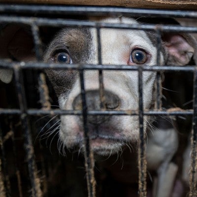 Frightened dog in filthy cage during HSUS rescue