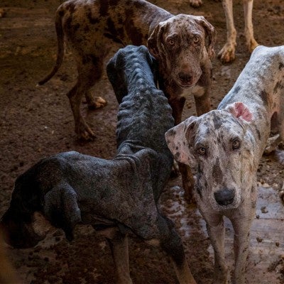 Many underweight dogs standing in filthy room during HSUS rescue