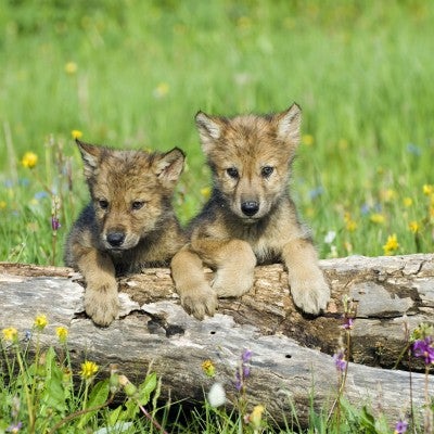 Two young wolves perched on a log