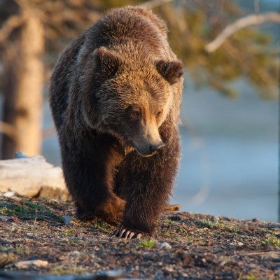 Grizzly Bear foraging in Yellowstone National Park.