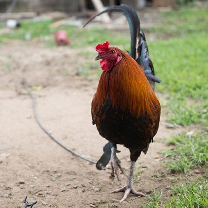 cockfighting rooster restrained with rope