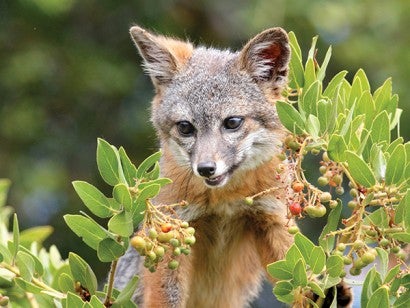 Fox in bushes