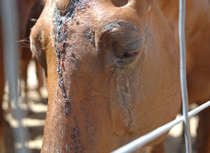 American horse that was most likely injured during transport for slaughter. 
