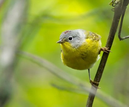 Warbler on a branch at spring