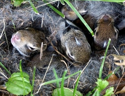 Rabbit babies rest safe in a nest. 