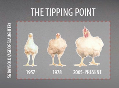 Graphic showing how the size of broiler chickens has increased over time