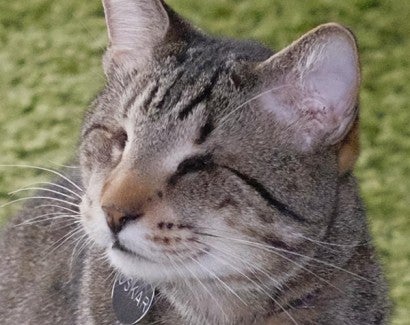 Close up of a blind, grey tabby cat. 