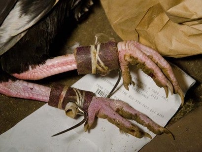 Roosters feet bound with steel blades for cockfighting