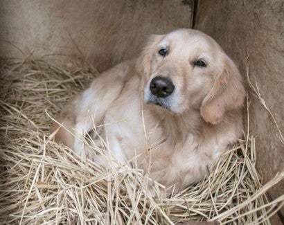 A golden retriever rescued from a dog meat farm