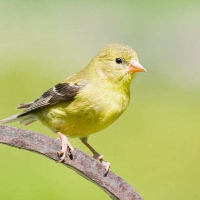 Gold finch bird sitting on a branch.