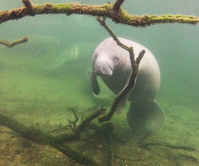 A manatee swims in Florida's Blue Spring State Park.