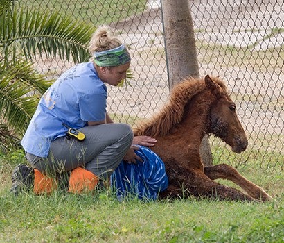 Kali Pereira comforting an injured foal